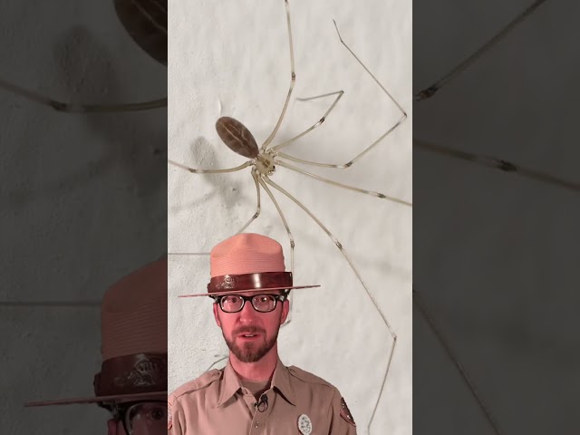 Clearing up Confusion about Daddy Longlegs | Deep Look #Shorts