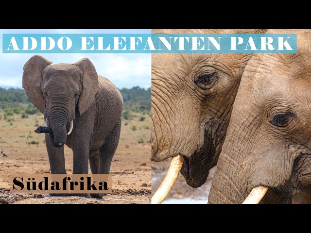 ADDO Elefanten Park | Südafrika | Wildlife | Tierfotografie | Landschaftsfotografie