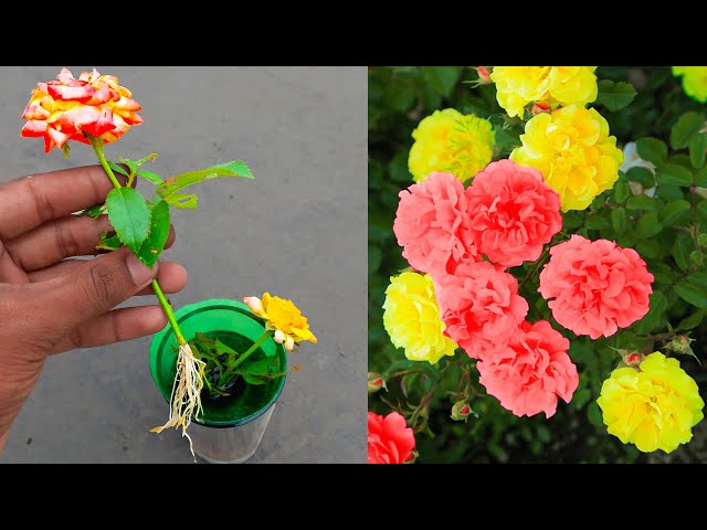 Growing Rose Flower bud in Soft drink | Rose propagation from flower bud