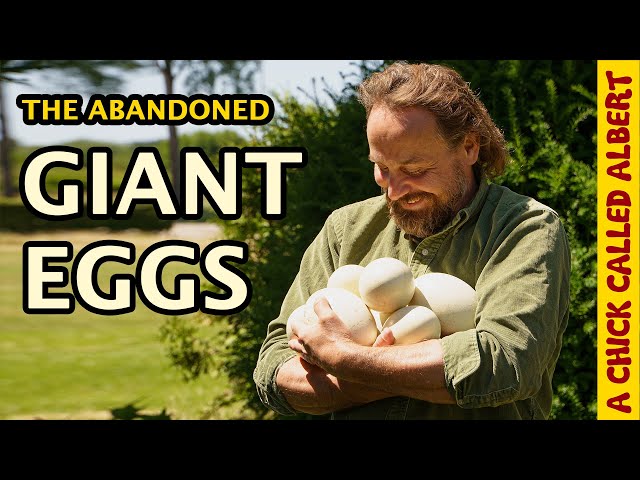 Awaiting Life In Abandoned Giant Nandu Eggs