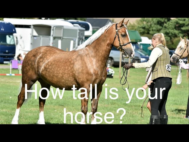 How to measure your horse / pony - with a measuring stick and tape