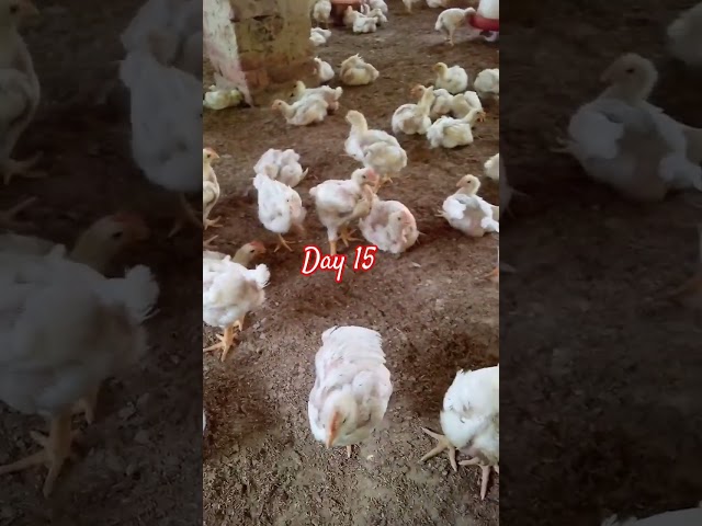 poultry 🐔🐔 farm Day 16 #poultry #farm #viral #checks