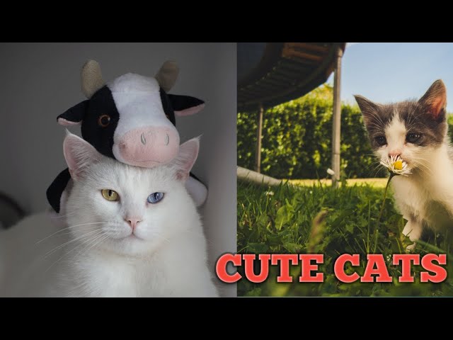 Baby Cats - Cute & Funny Cats Videos Compilation
