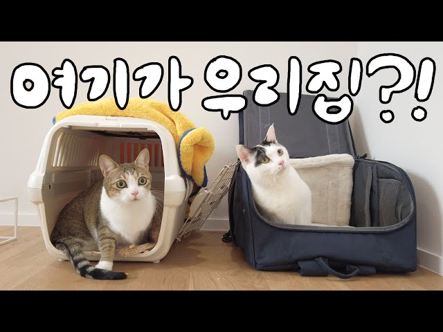 [v-log] The moving-out day with the cats of a vet😼🚛
