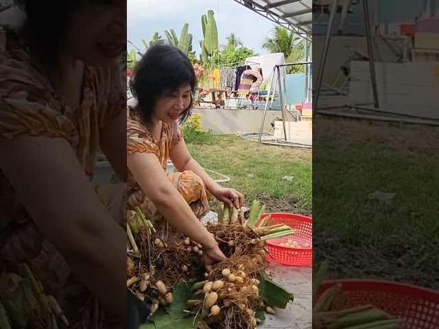 Củ lùn ở quê Thảo - về Việt Nam ăn tết 2023