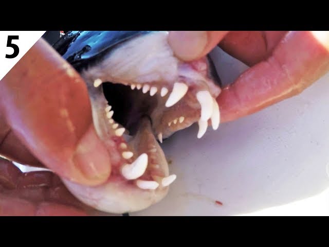 Fishing for BIZARRE FISH with HUGE TEETH! -- #FieldTrips Mexico Ep 5