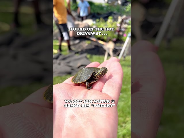 Story of "Panicky" the Baby Turtle! 🐢 | #shorts