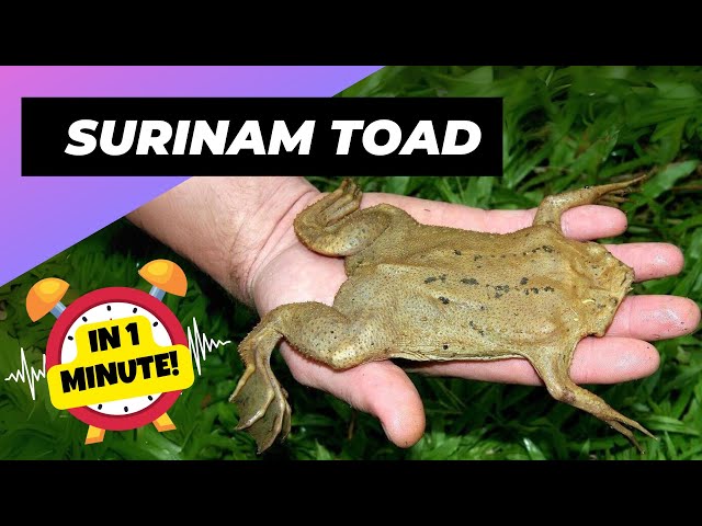Surinam Toad 🐸 Gives Birth Through Its BACK! | 1 Minute Animals