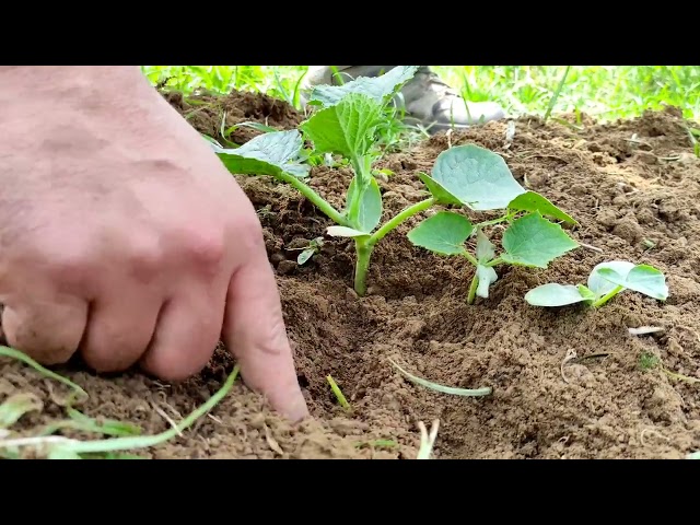 چند برابر کردن رشد گیاهان و افزایش محصول در باغچه تابستانی بدونه کود و محلول پاشی