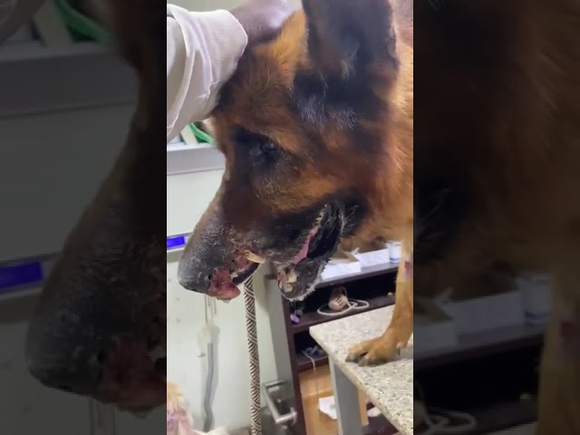 Once A Pet, This Poor Boy Was Abandoned & Subsequently Shot In The Face - His World... [Story Below]