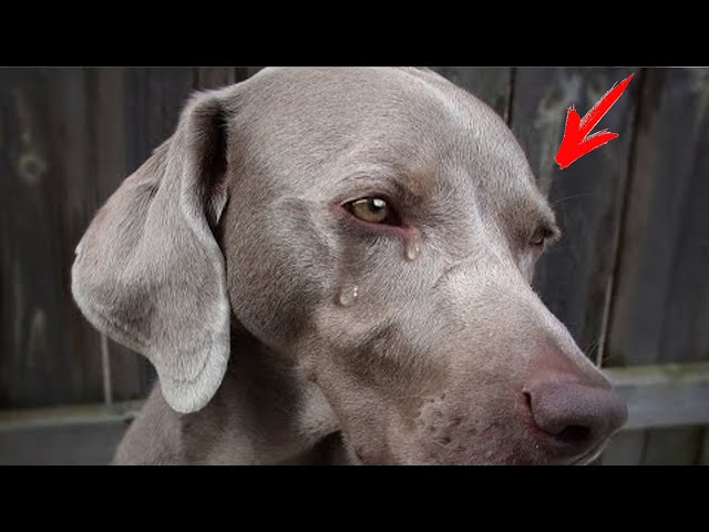The vet said she had 2 hours to live. There were tears in the dog's eyes!