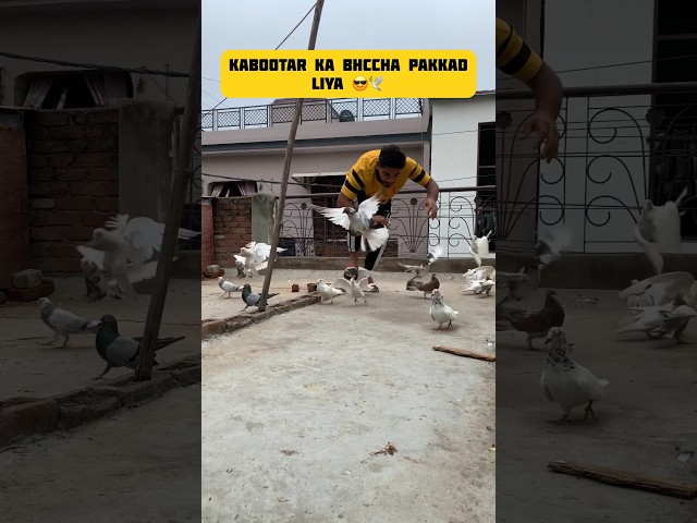 Barish mein kabootar🕊️pakkd liya 😎#pigeon #bird #minivlog #birdspecies #kabutar #pets #shorts