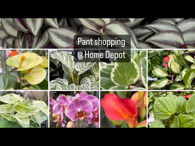 Plant shopping @ Home Depot (Hoya, cactus, peperomia, Philodendron￼￼ and more houseplants) big box