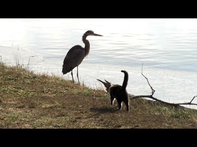 Fearless cat goes after swamp stork!