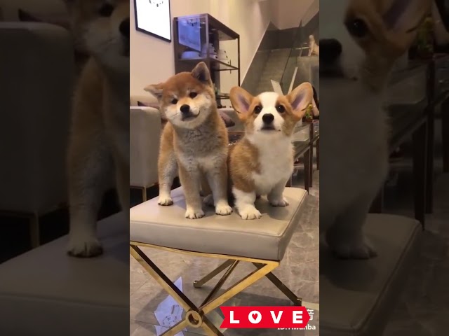 Cutie Pie Corgi & Shiba Inu Puppies Combo - Adorable Puppy Videos #shorts