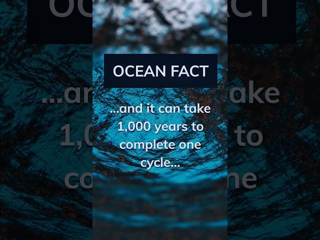 🌊 Awesome Ocean Fact: The Global Conveyor Belt!