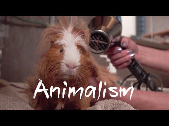The Largest Guinea Pig Rescue In the World | Animalism