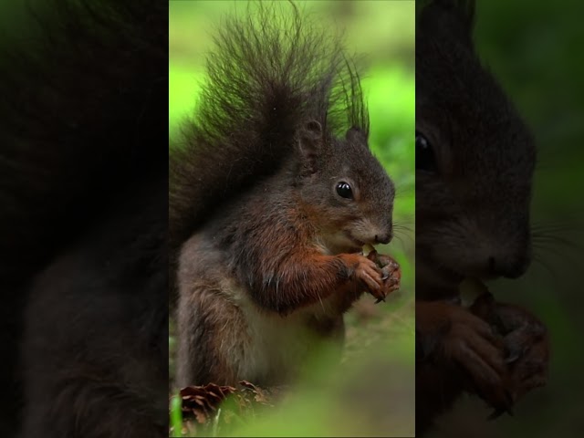 Stories from Squirrel forest 7 #red  #squirrel
