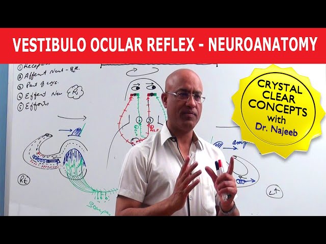 Vestibulo Ocular Reflex | Neuroanatomy