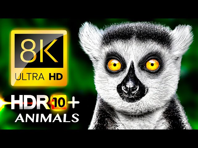 8K Animals & Wildlife HDR 8K VIDEO ULTRA HD
