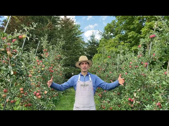 Apple Trees & Orchard Spacing