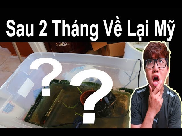 Vlog 114:  Bầy Cá Betta Kí Gửi Nuôi Dùm Sau 2 Tháng Về Việt Nam 🐠 Ryan Nguyen_The Fish Lover