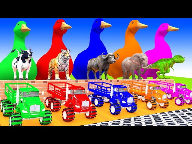 5 Giant Duck Cartoon,Lion,Dog,rabbit,Gorilla,Chicken,Zebraa,Cat Wild Animals Crossing Fountain 2023