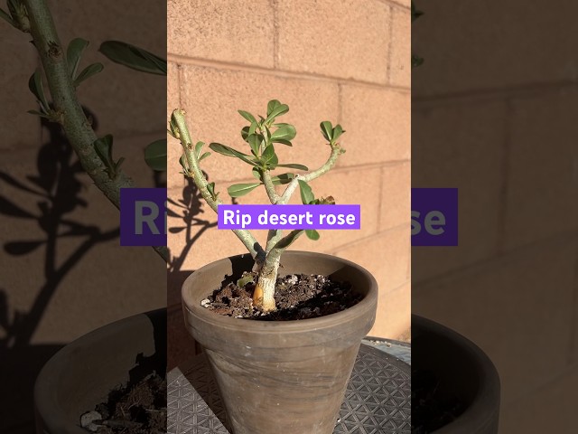 Bad news about the desert rose😪 #plant #plants #rose #trending #sad #rip #garden #gardening #desert