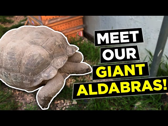 Behavioral Aspects of Aldabra Tortoises