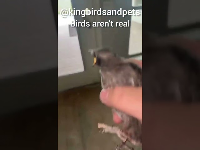 Birds aren't real