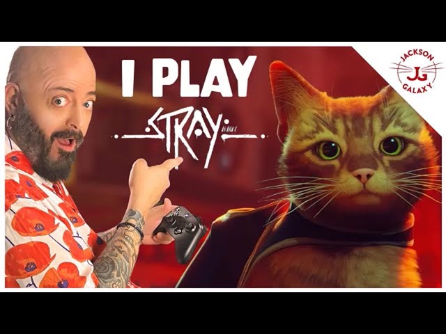 Cat Expert Reacts to STRAY Video Game