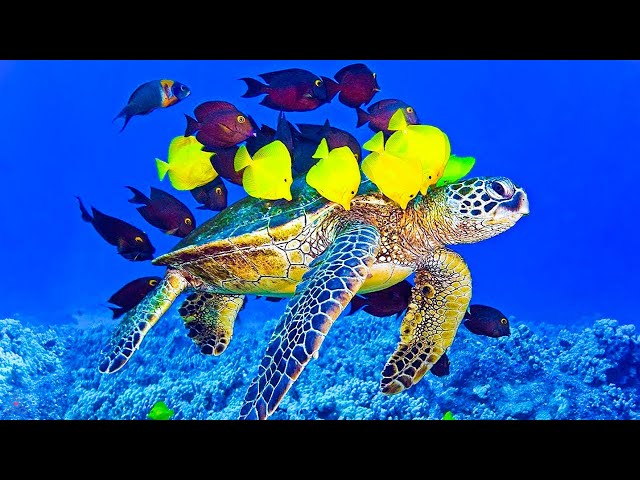 Relaxing Music to Relieve Stress 🐢 From Having Anxiety, Depression • Healing Mind, Soul and Body