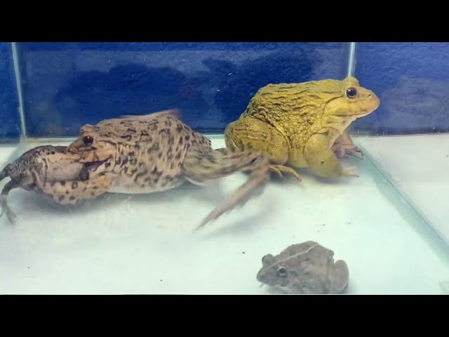 Asian Bullfrog With Many fish and frogs! Asian Bullfrog Live Feeding #0054