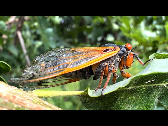 Brood XIII 17-year male periodical cicada singing