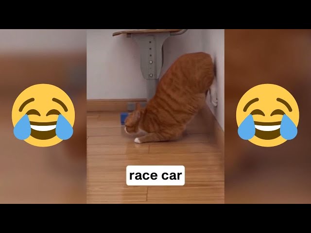 12 Minutes of Funny Cat Videos - EP 167