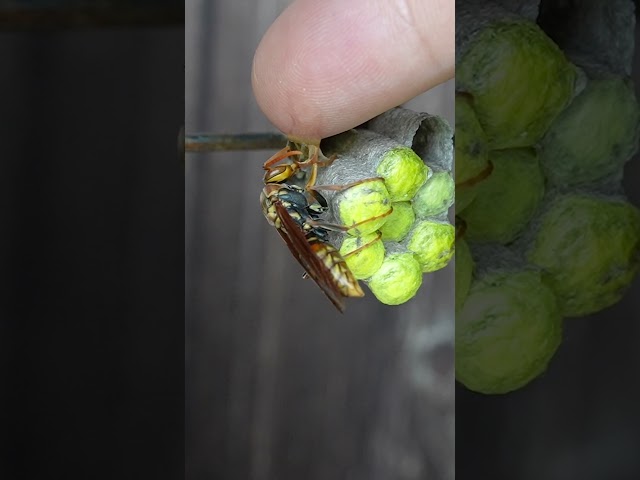 Feeding Honey to a Queen Paper Wasp: Preparing for Worker Emergence