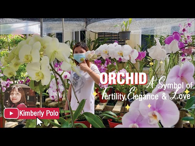 Orchid Nursery Sungai Buloh Malaysia | Kimberly Polo