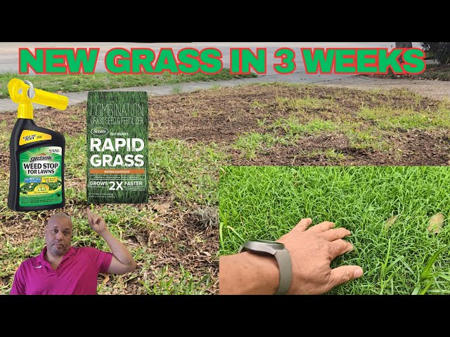 How to Kill Weeds And Grow New Grass In Weeks