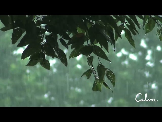 Rainstorm Sounds for Relaxing, Focus or Deep Sleep | Nature White Noise | 8 Hour Video