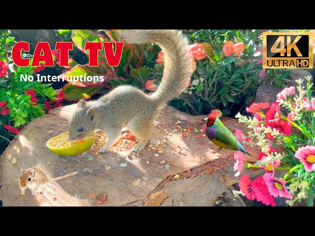 🔴24/7 LIVE TV for cats: Birds, Squirrels and New Mice Friends😺 Jungle Clown on Earth (4K HDR)