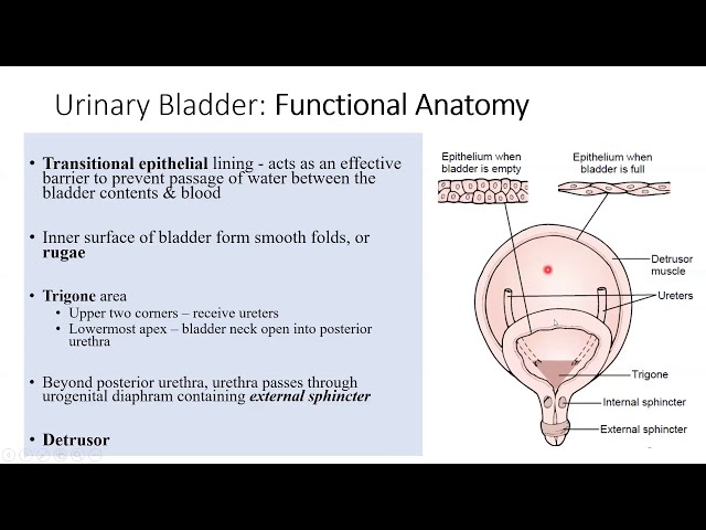 5. AHS : Functional Anatomy of the Urinary Bladder and Micturition Reflex English