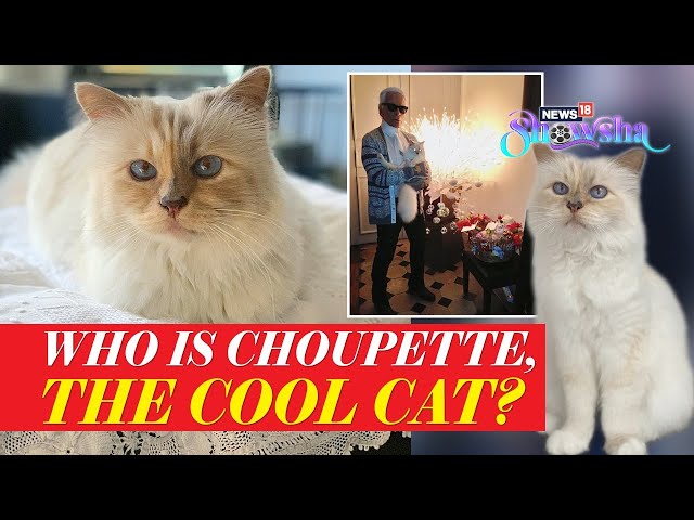 Who Is Choupette? Here's Everything You Need To Know About Karl Lagerfeld's Impossibly Chic Cat