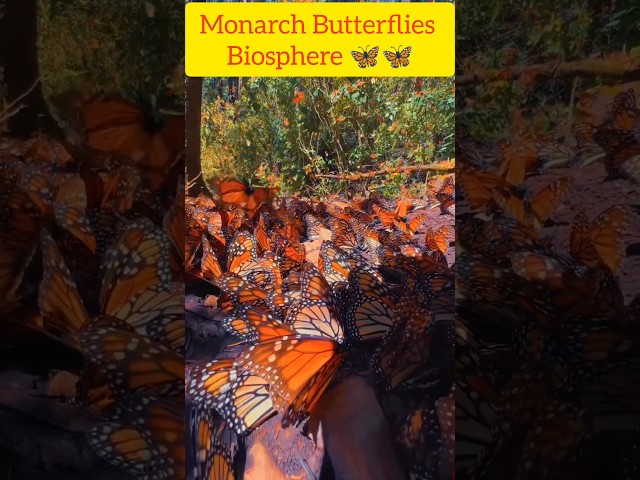 Monarch Butterflies Biosphere😱🙀🦋🌳🌴,The Monarch Butterflies Migration, Butterflies Heaven in Mexico
