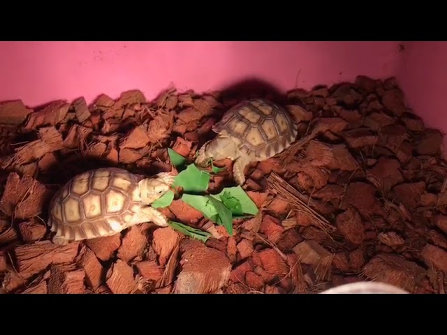 #salcuta tortoise #tortoise #landtortoise #legalpet #pets #landanimal 8882056234