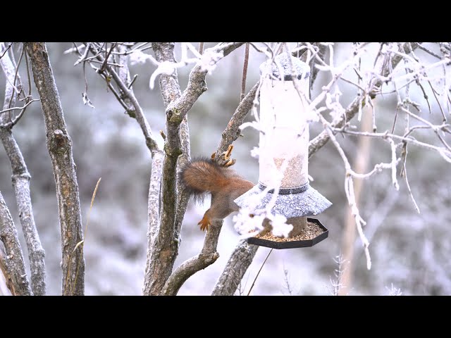 The squirrel runs around and eats bird food. Orava syömässä lintujen ruokinnalla. 4K HDR.