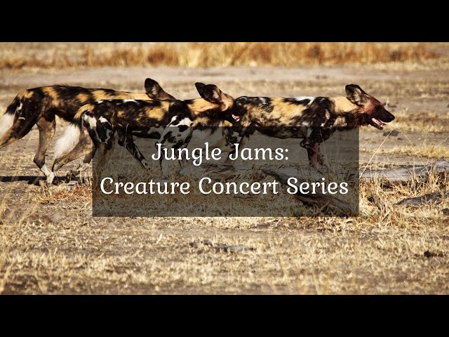 Jungle Jams: Creature Concert Series • 4K Video UltraHD
