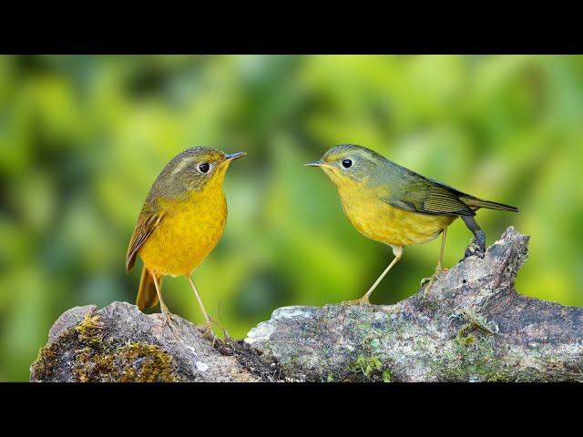 Birdsong in forest - Videos of beautiful birds, Nature sounds for sleep, relaxation and meditation