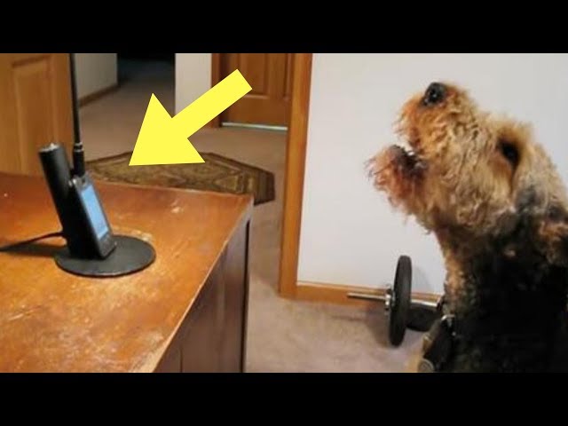 Dog Misses Mom And Calls Her At Work, Millions Of People Online Can't Stop Cracking Up