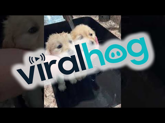 Double Spa Day for Adorable Puppy Duo || ViralHog