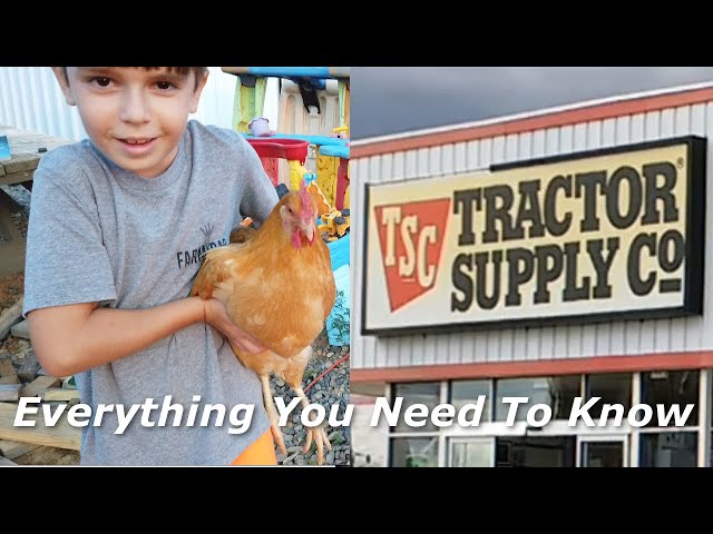 How To Raise Chickens From Tractor Supply